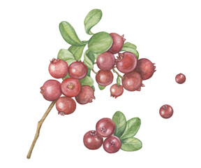 wild berries clipart, watercolor cranberries and lingonberries, lingonberry sprigs