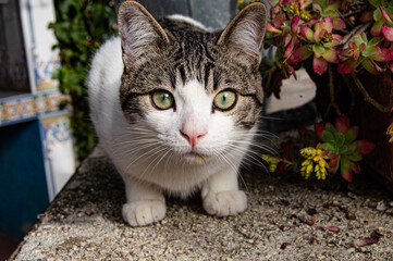 Grey and white cat in garden looking at camera waiting to jump.