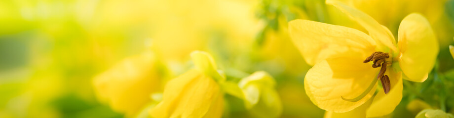 Nature of yellow flower in garden using as background natural flora cover page or banner design