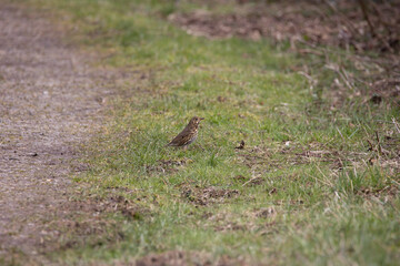 Song thrush on a grass verge.