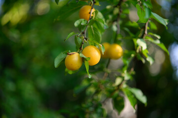 Ripe plums on the tree