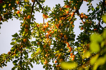 Ripe plums on the tree