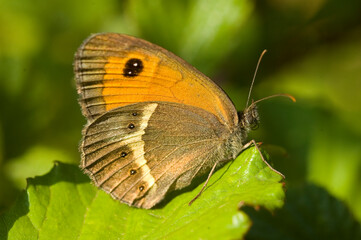 A butterfly in the sun