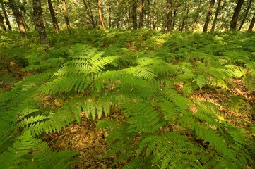 Fern covered forest ground