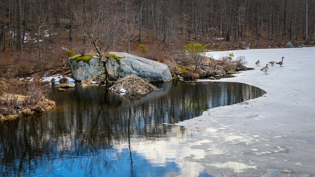 Beaver lodge on Mahlon Dickerson Reservation's Weldon Brook Lake in New Jersey on a late winter day