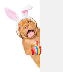 Happy puppy wearing easter rabbits ears looks from behind empty white banner and points thumbs up gesture. Isolated on white background