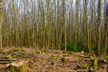 Chestnut Coppice on Hindhead Common