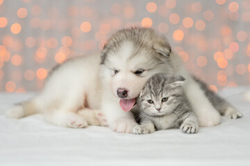 Fototapeta na wymiar Alaskan malamute puppy hugs kitten on festive background