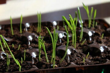 young sprouts of spring seedlings with dew drops