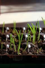 young sprouts of spring seedlings with dew drops
