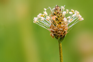 colorful flower bloom in spring