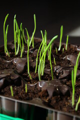 young sprouts of spring seedlings with dew drops