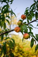 Peach on a peach tree