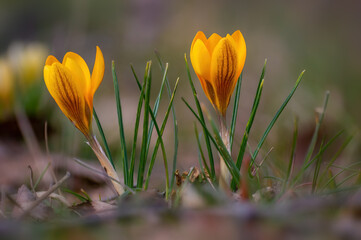 colorful crocus flower bloom in spring