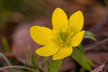 colorful flower bloom in spring