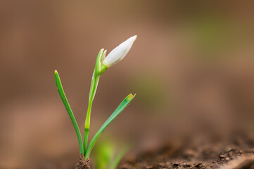 colorful flower bloom in spring