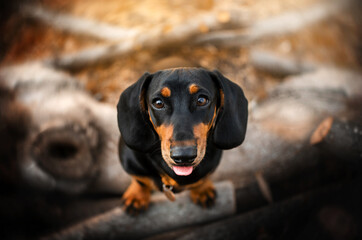 dachshund dog funny portrait of a puppy on an autumn walk
