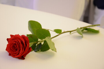 Róża kwiat czerwony miłość zakochany kolor czarwień