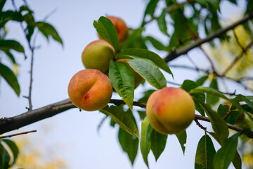 Peach on a peach tree