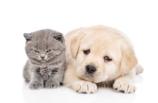 Golden retriever puppy dog and kitten lying together and looking at camera. isolated on white background