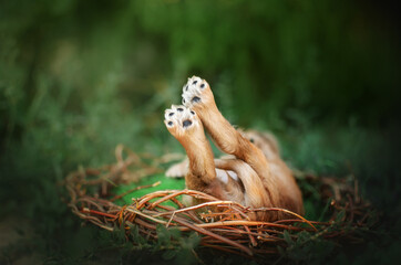 english cocker spaniel little puppies cute photo on spring background
