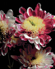 chrysanthemum flower