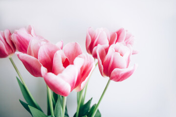 Bouquet of red tulips on light background. Spring flower. Mothers day, Valentines Day, Birthday concept