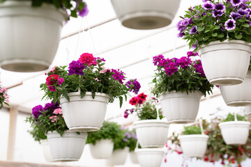 Fototapeta na wymiar Bright garden in orangery, plants for decor and business, sale in spring