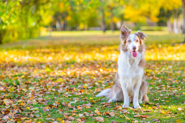 Border collie dog sits at autumn park and looks at camera. Empty space for text