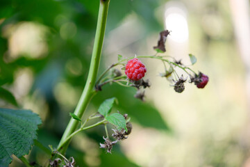 Raspberry berries on a raspberry bush