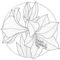 Amaryllis flower.Coloring book antistress for children and adults.