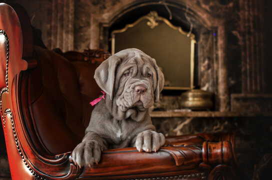 Mastino Images – Browse 917 Stock Photos, Vectors, and Video | Adobe Stock