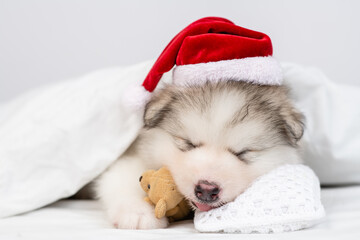 Funny Alaskan malamute puppy wearing red santa's hat sleeps under warm blanket on a bed at home and hugs favorite toy bear