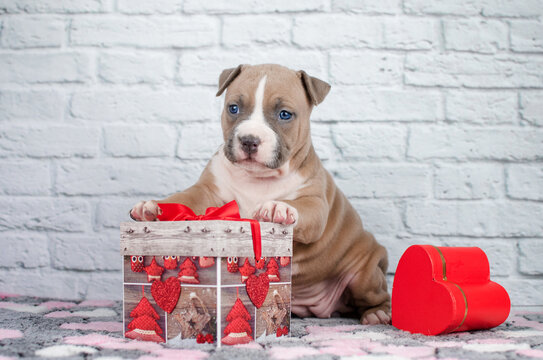 american staffordshire terrier cute puppies pet photoshoot in studio on white background
