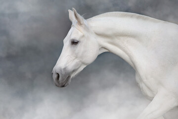 Fototapeta na wymiar white horse portrait