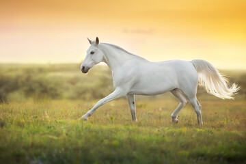 Obraz na płótnie Canvas White horse run gallop against sunset sky