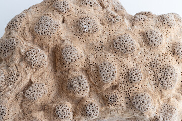 Dead coral on white background with macro details