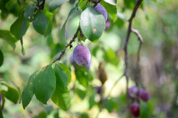 Ripe plums on the tree