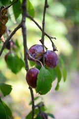 Ripe plums on the tree