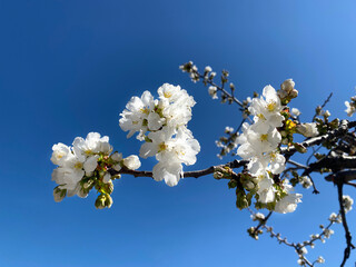Branches of cherry blossoms in the Jerte valley, Extremadura, Spain