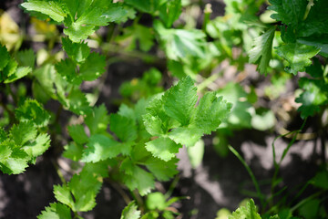 Celery (Apium graveolens) - leaves in the garden