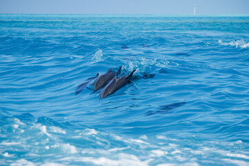 Fototapeta premium dolphin jumping out of water. A dolphin family leaping out of the clear blue Maldivian waters.