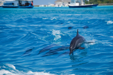 A dolphin family leaping out of the clear blue water. Tropical maldivian island in the background