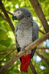 Portrait of an african grey parrot sitting on a tree branch in luxurious green forest