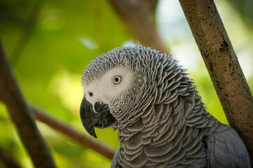 Portrait of an african grey parrot sitting on a tree branch in luxurious green forest