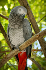 Obraz premium Portrait of an african grey parrot sitting on a tree branch in luxurious green forest