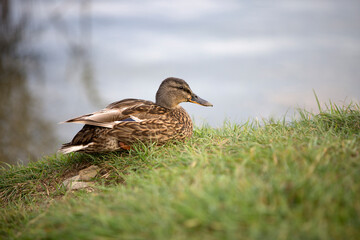 Female mallard (Anas platyrhynchos) duck on a lake