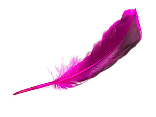 Dark pink feather isolated on the white background