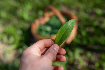 Human hand plucking bear garlic to the wooden basket