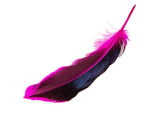 Dark pink feather isolated on the white background